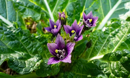 Mandrake flowers featured