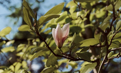 Magnolia flowers gallery 1