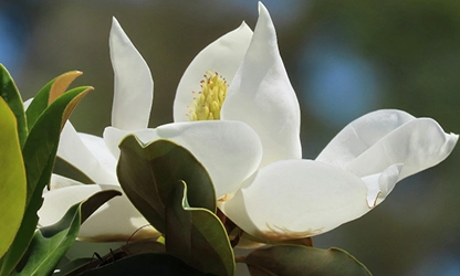 Magnolia flowers gallery 11
