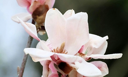 Magnolia flowers gallery 13