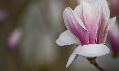 Magnolia flowers gallery 16