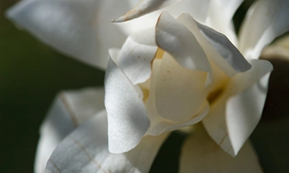 Magnolia flowers gallery 3