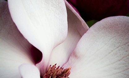 Magnolia flowers gallery 5
