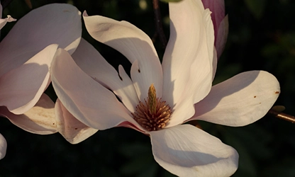 Magnolia flowers gallery 6