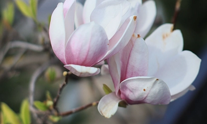 Magnolia flowers gallery 7