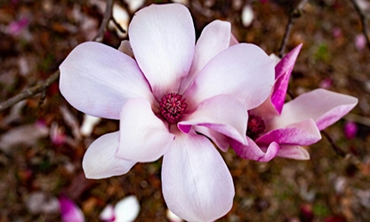Magnolia flowers gallery 8
