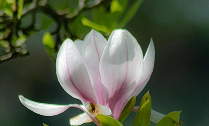 Magnolia flowers gallery 9