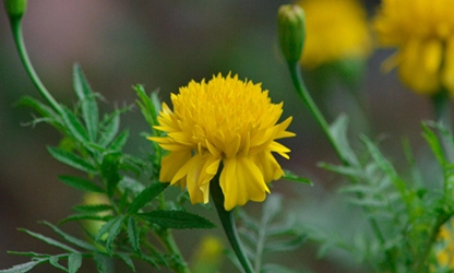 Marigold (African) flowers featured