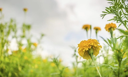 Marigold (African) flowers gallery 2