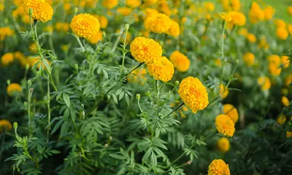 Marigold (African) flowers gallery 5