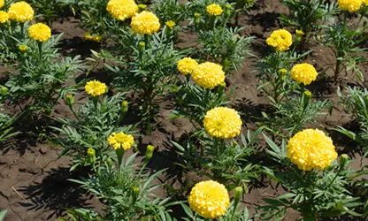 Marigold (African) flowers gallery 7