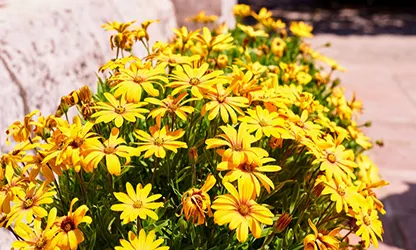 Marigold (Cape) flowers gallery 12