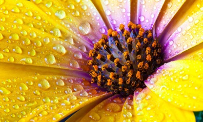 Marigold (Cape) flowers gallery 3