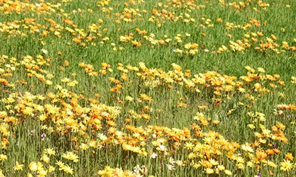 Marigold (Cape) flowers gallery 4