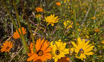 Marigold (Cape) flowers gallery 6