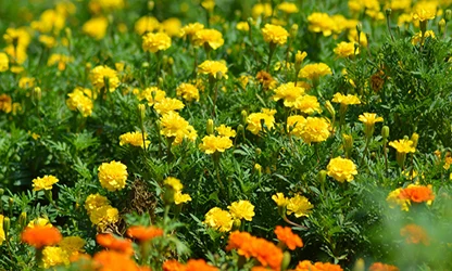 Marigold(Garden) flowers gallery 11