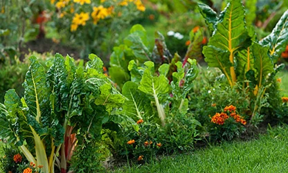 Marigold(Garden) flowers gallery 17