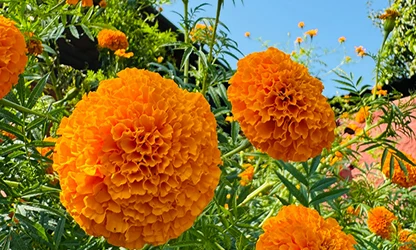 Marigold(Garden) flowers gallery 8