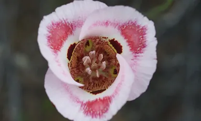 Mariposa Lily flowers featured