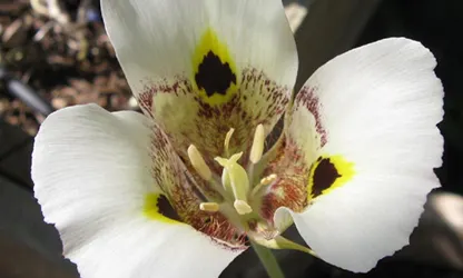 Mariposa Lily flowers gallery 10
