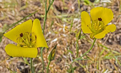 Mariposa Lily flowers gallery 11