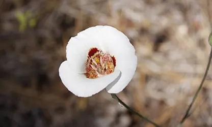 Mariposa Lily flowers gallery 2