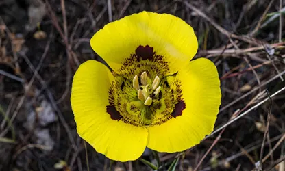 Mariposa Lily flowers gallery 9