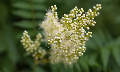 Meadowsweet flowers gallery 1