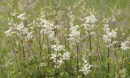 Meadowsweet flowers gallery 10