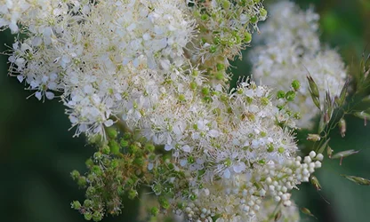 Meadowsweet flowers gallery 11