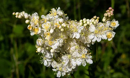 Meadowsweet flowers gallery 5