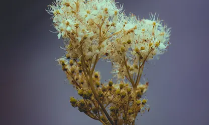 Meadowsweet flowers gallery 6