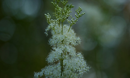 Meadowsweet flowers gallery 7