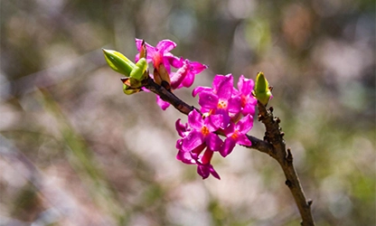 Mezereon flowers gallery 1