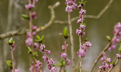 Mezereon flowers gallery 11