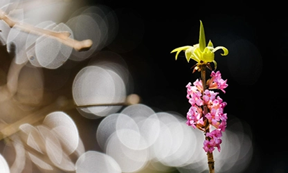 Mezereon flowers gallery 2