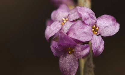 Mezereon flowers gallery 6