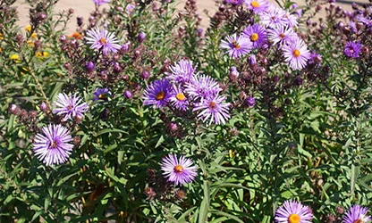 Michaelmas Daisy flowers gallery14