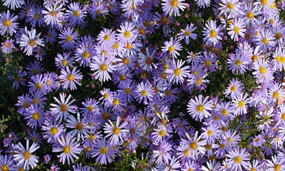 Michaelmas Daisy flowers gallery 5