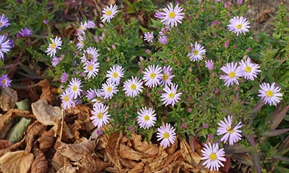 Michaelmas Daisy flowers gallery 9