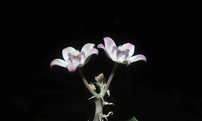 Milkweed flowers gallery 1