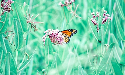 Milkweed flowers gallery 6