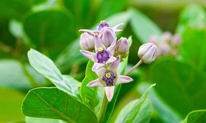 Milkweed flowers gallery 9