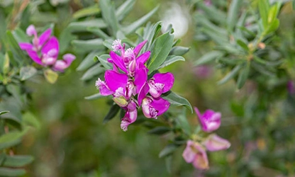 Milkwort flowers feratured