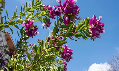 Milkwort flowers gallery 1