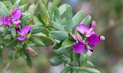 Milkwort flowers gallery 13
