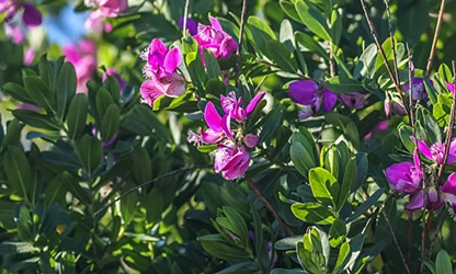 Milkwort flowers gallery 15