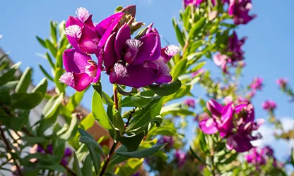 Milkwort flowers gallery 3