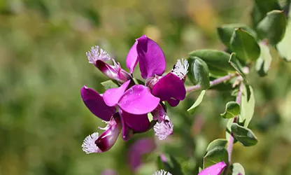 Milkwort flowers gallery 6