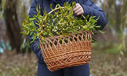 Mistletoe flowers featured